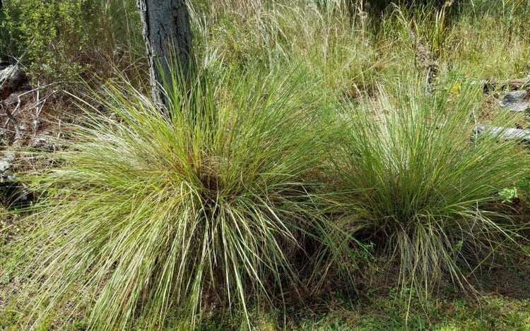 Dwarf Fakahatchee Grass I Large Gallon Size Plants I Tripsacum Floridanum I Live Premium Quality, Low|Maintenance Ornamental Grass for Landscaping, Gardens, and Containers | Fast|Growing