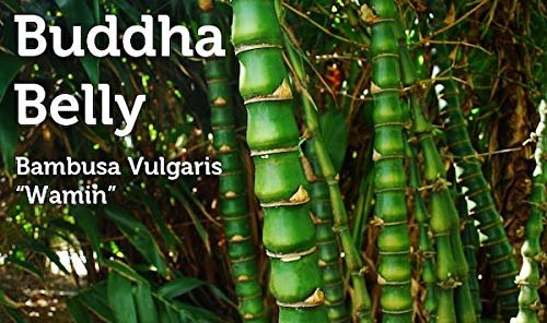 Dwarf Buddha Belly Bamboo | Live Plant | Bambusa Vulgaris Wamin | Beautiful Rare Unique Specimen | Non|Invasive Clumping Bamboo