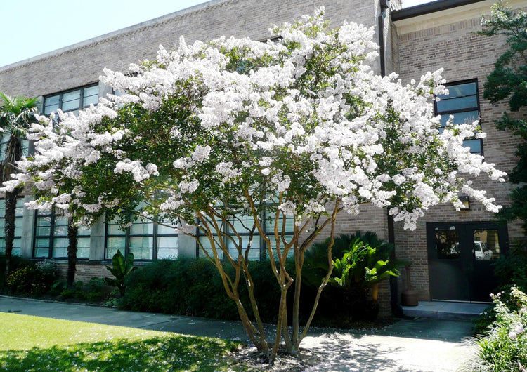Crape Myrtle Natchez Plant | Large Gallon Size Pot | Lagerstroemia Indica | Ornamental Garden Flowering Tree | White Blooms