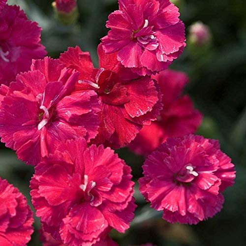 Frosty Fire Dianthus | Live Plants | Dianthus Allwoodii | Fragrant Cold Hardy Groundcover