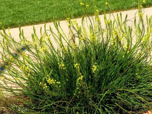 Bulbine Yellow | Live Gallon Size Plant | Bright Yellow Flowering Succulent, Live Plant, Perfect for Sunny Gardens, Drought|Tolerant Landscape Addition