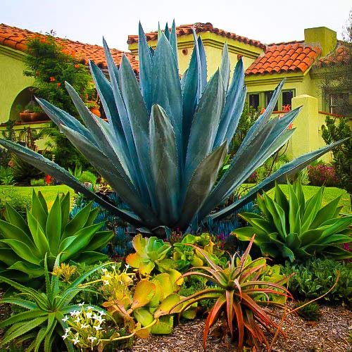 Agave Tequilana | Live Large Size Plant | Blue Weber Tequila Succulent | Drought Tolerant Hardy Ornamental Specimen