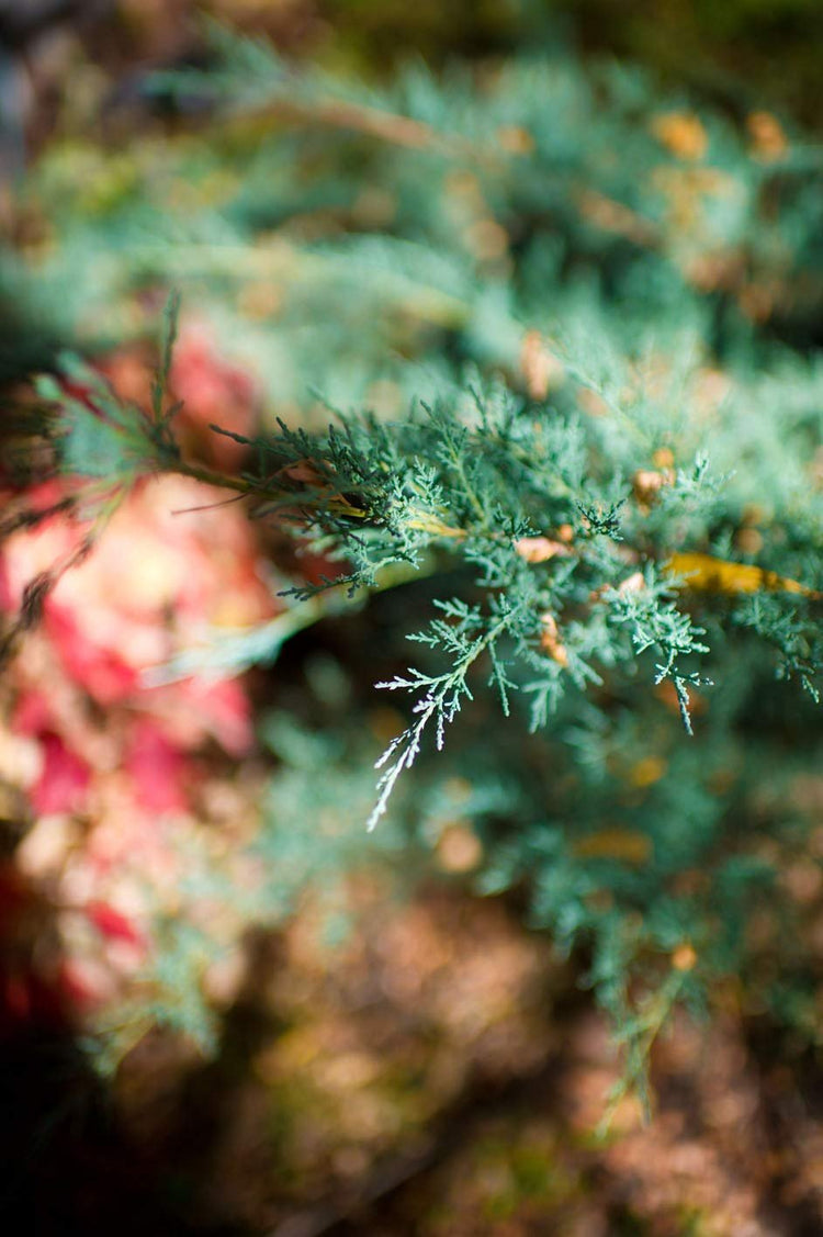 Juniper Blue Chip | Live Plants | Juniperus Horizontalis | Drought Tolerant Cold Hardy Evergreen Ground Cover