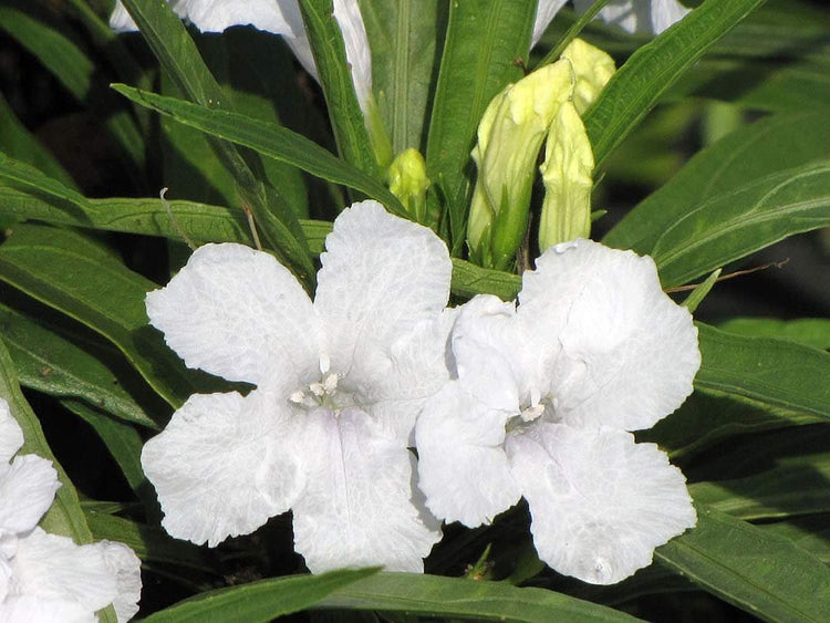 Katie's Dwarf Mexican Petunia White | Live Plants | Ruellia brittoniana | Compact Flowering Perennial | Low Growing Pollinator Favorite for Walkways Borders Containers Landscaping