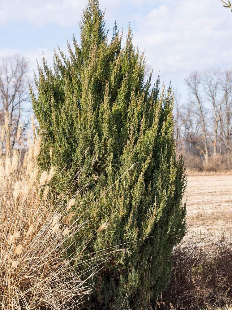 Spiny Greek Juniper | Live Trees | Juniperus Chinensis