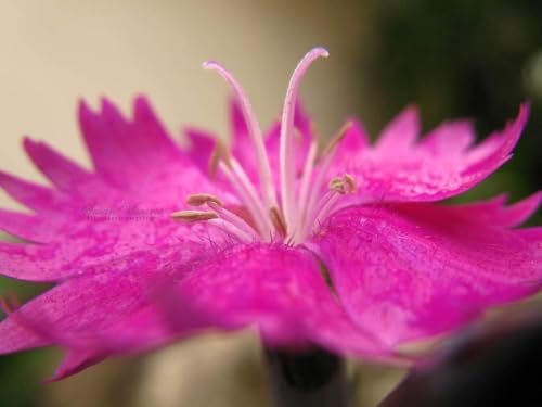 Firewitch Dianthus Plants | Live Seedlings | Dianthus Gratianopolitanus Firewitch | Perfect for Vibrant Colorful Gardens | Hardy & Fragrant