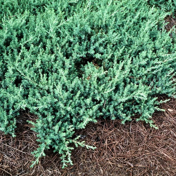 Blue Pacific Juniper | Extra Large 3 Gallon Plants | Live Fast|Growing Ground Cover Shrub, Drought|Tolerant, Low|Maintenance Landscaping Plant