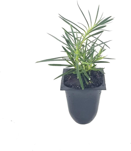 Frosty Fire Dianthus | Live Plants | Dianthus Allwoodii | Fragrant Cold Hardy Groundcover