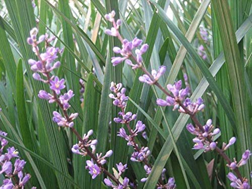 Evergreen Giant Liriope Muscari | Live Plants | Drought Tolerant Low Maintenance Evergreen Groundcover Grass