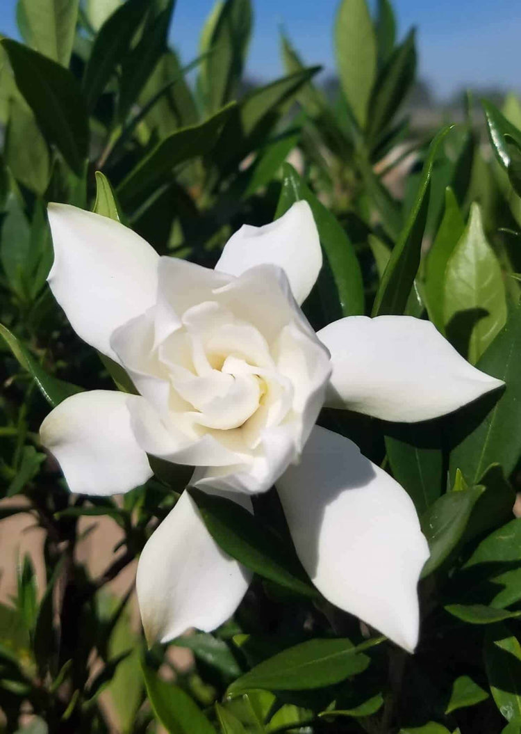 Frostproof Gardenia | Large Gallon Size Plants | Fragrant Blooming Shrub | Gardenia Jasminoides