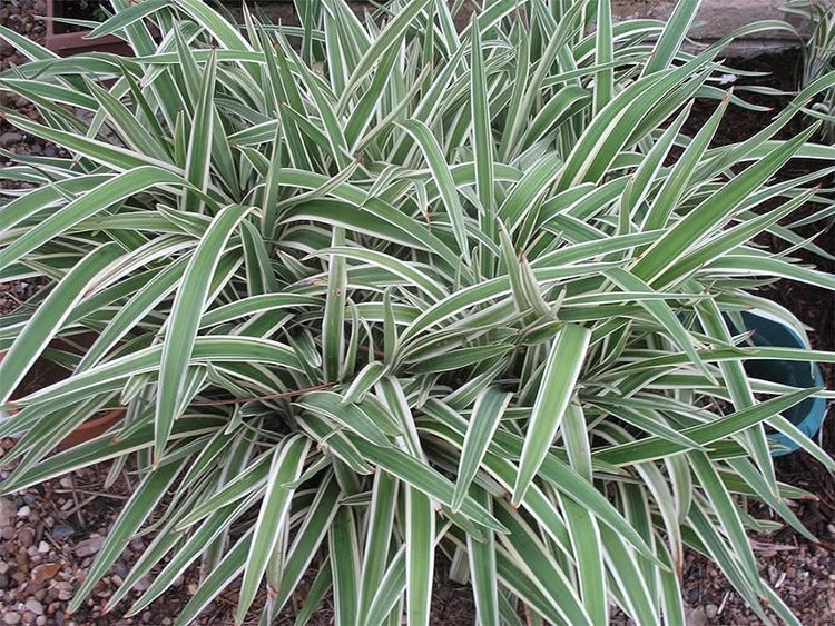 Variegated Flax Lily I Large Gallon Size Plants I Dianella Tasmanica I Live Striking Green and White Foliage, Drought|Resistant, Evergreen Perennial