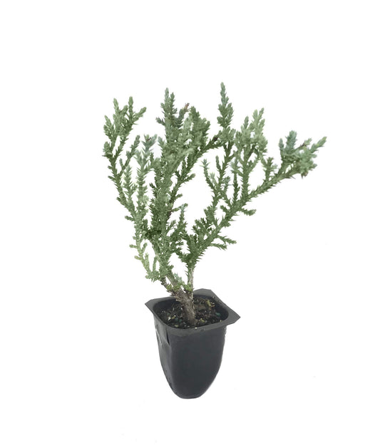 Juniper Angelica Blue | Live Plants | Juniperus Chinensis | Drought Tolerant Cold Hardy Evergreen