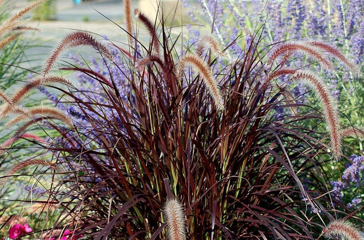 Red Fountain Grass | Extra Large 3 Gallon Plant | Pennisetum Setaceum Rubrum | Vibrant Landscape Feature | Striking Color Contrast | Full Sun Perennial Ornamental Grass
