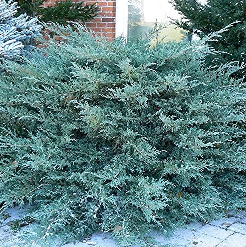 Blue Pfitzer Juniper | Live Gallon Size Plants | Juniperus Chinensis | Evergreen Cold Hardy Drought Tolerant Groundcover