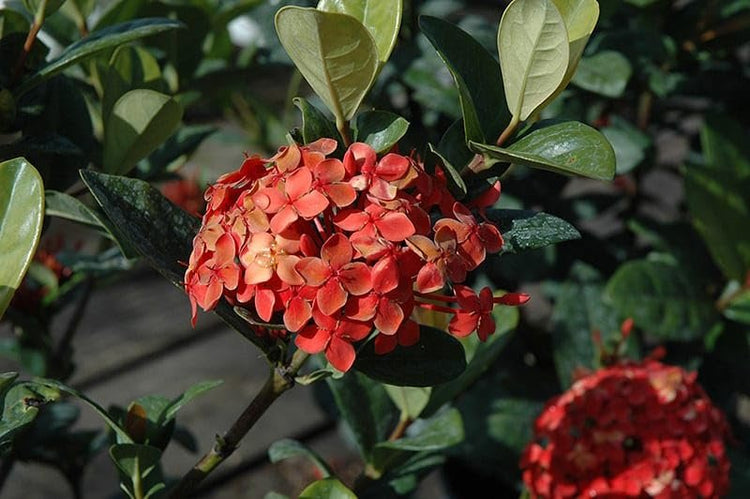 Ixora Maui Red I Large Gallon Size Plant I Rubiaceae Ixora Coccinea | Live Lush Red Cluster Blooms, Heat and Drought Tolerant, Ideal for Tropical and Subtropical Gardens
