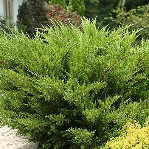 Sea Green Juniper | Live Gallon Size Plants | Juniperus Chinensis | Drought Tolerant Cold Hardy Evergreen Border Screening Shrub