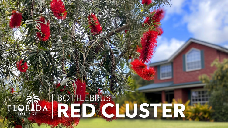 Bottlebrush Red Cluster Tree I Live Plants I Callistemon Citrinus Red Cluster I Vibrant Red Blooms, Fast|Growing, Drought|Tolerant Outdoor Plant, Ideal for Gardens