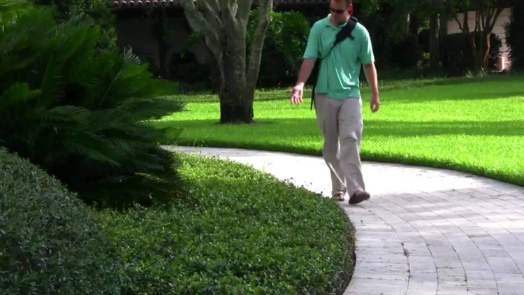 Asiatic Jasmine Minima | Live 4 Inch Plants | Trachelospermum Asiaticum | Drought Tolerant Cold Hardy Evergreen