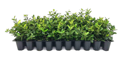 Asiatic Jasmine Minima | Live Plants | Trachelospermum Asiaticum | Drought Tolerant Cold Hardy Evergreen Ground Cover