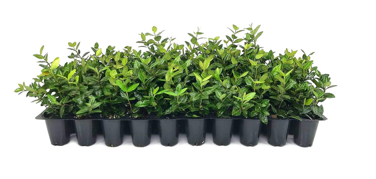 Asiatic Jasmine Minima | Live Plants | Trachelospermum Asiaticum | Drought Tolerant Cold Hardy Evergreen Ground Cover
