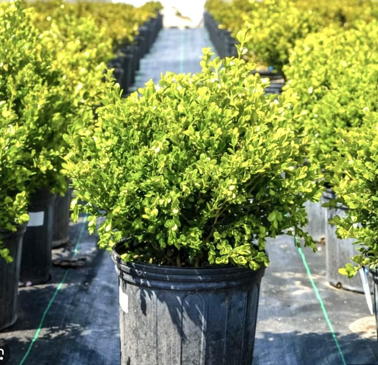 Wintergreen Boxwood | Large 3 Gallon Plants | Dense Evergreen Foliage, Cold|Hardy & Ideal for Year|Round Landscaping, Elegant Border & Hedge Plant, Live Shrub
