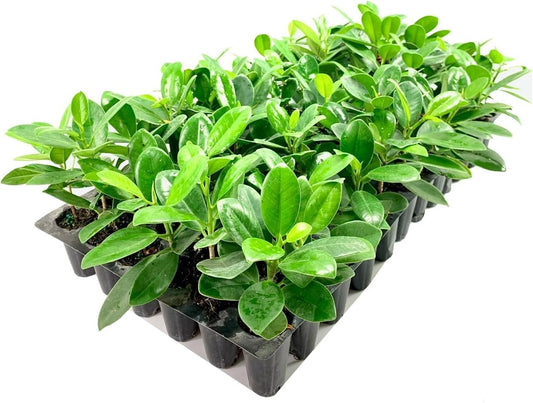Green Island Ficus | Live Plants | Ficus Microcarpa | Lush Indoor/Outdoor Ornamental Plant | Easy Care & Fast Growing | Perfect for Home, Garden, & Office Decor