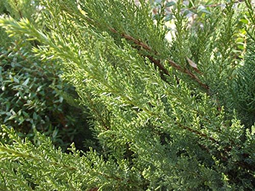 San Jose Juniper | Live Gallon Size Plants | Juniperus Chinensis | Bonsai Drought Tolerant Cold Hardy Evergreen Groundcover