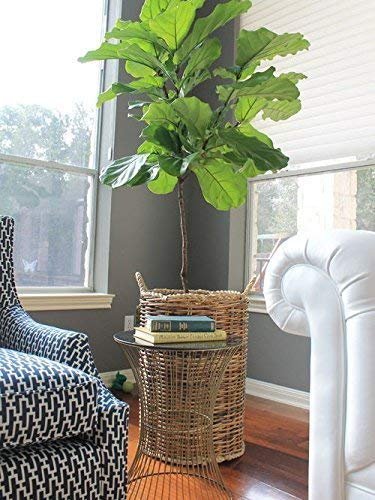 Fiddle Leaf Fig Live Tree | Extra Large 3 Gallon Tree | Ficus Lyrata | Beautiful Florist Quality Indoor Houseplant | Perfect for Home and Office Decor