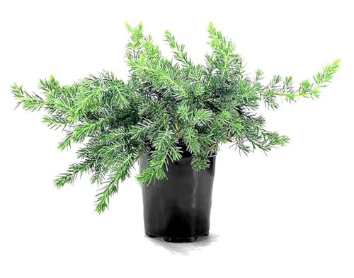 Juniper Blue Pacific | Live 4 Inch Pot | Juniperus conferta 'Blue Pacific' | Evergreen Ground Cover Plants | Drought|Tolerant Landscaping Shrub