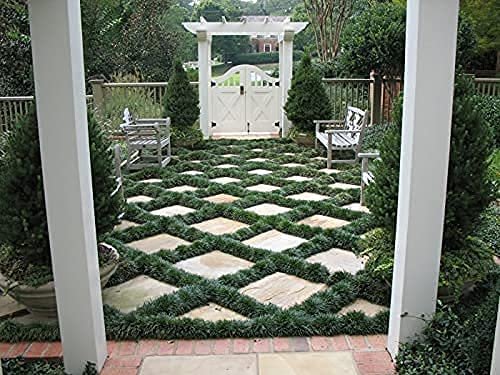 Dwarf Mondo Grass | Large Quart Size Plants | Ophiopogon Japonicus Nanus | Live Shade Loving Evergreen Ground Cover