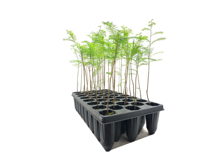 Bald Cypress | Live Trees | Taxodium Distichum | Fast Growing Shade Tree Wet Tolerant