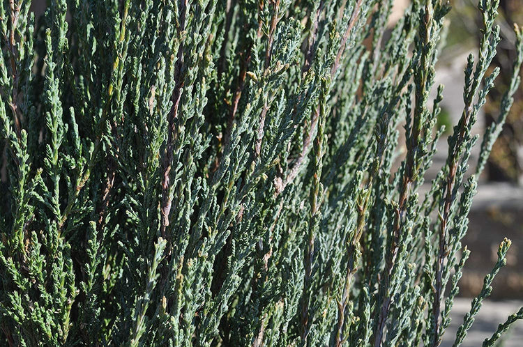 Blue Arrow Juniper | Live Trees | Juniperus Scopulorum | Formal Evergreen Privacy Screen