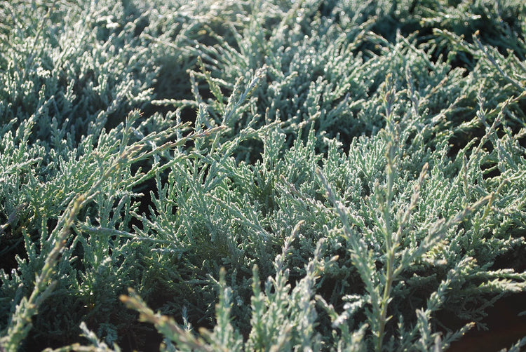 Juniper Angelica Blue | Live Gallon Size Plants | Juniperus Chinensis | Drought Tolerant Evergreen Cold Hardy Shrub