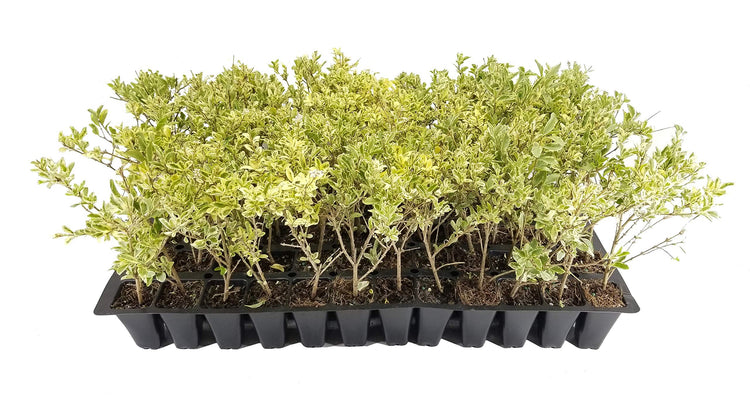 Ligustrum Sinense Variegated | Live Plants | Chinense Privet Sinense | Deciduous Flowering Ornamental Shrub