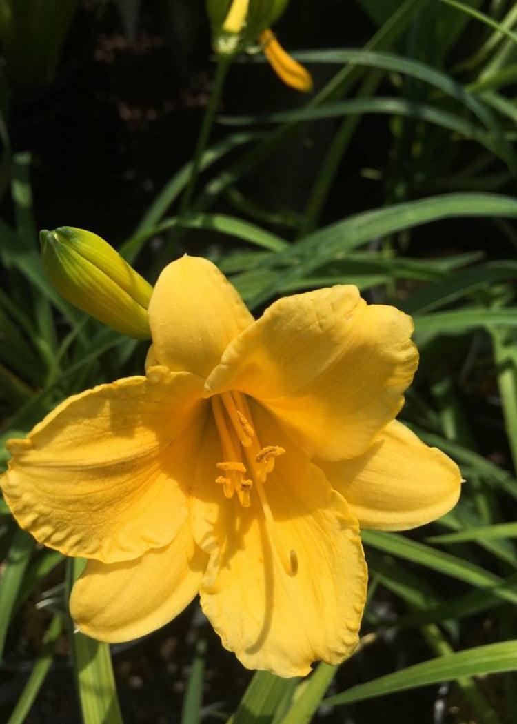Daylily Stella D' Oro I Live 3 Inch Pots I Hemerocallis | Yellow Flowers I Rich Golden Blooms, Perennial Garden Jewel, Easy|to|Grow for Year|Round Beauty