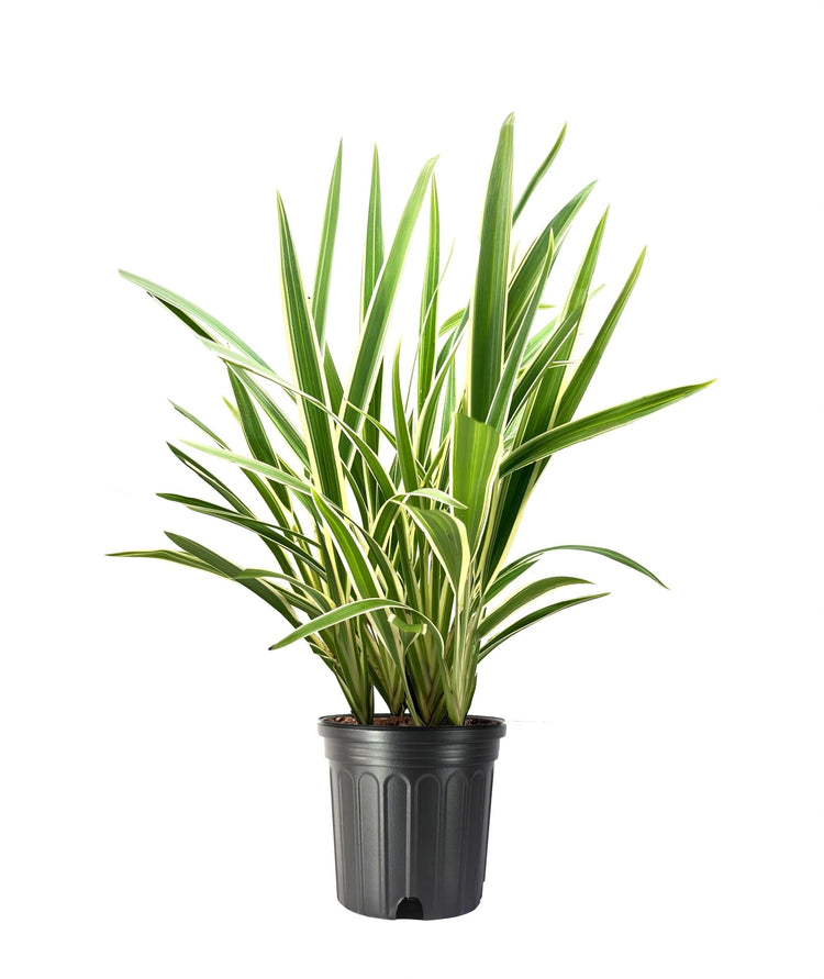 Variegated Flax Lily I Large Gallon Size Plants I Dianella Tasmanica I Live Striking Green and White Foliage, Drought|Resistant, Evergreen Perennial