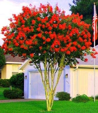 Crape Myrtle Dynamite Red | Live Plants | Vivid Red Blooms & Hardy Growth, Live Plant, Ornamental Shrub for Striking Garden Display