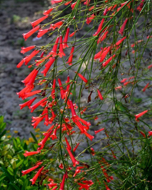Firecracker Plant I Live Plants I Russelia Equisetiformis I Vibrant Red Tubular Flowers, Hummingbird Attracting, Heat|Tolerant, Perfect for Borders and Containers