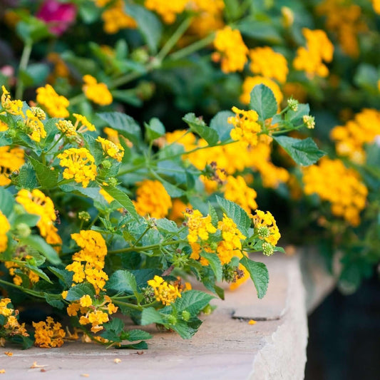 Lantana New Gold | Live Plants | Lantana Camara 'New Gold' | Yellow Ground Cover for Sun | Spreading Landscape Plants for Borders Slopes Containers Beds and Walkways