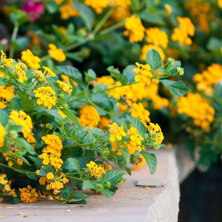 Lantana New Gold | Live Plants | Lantana Camara 'New Gold' | Yellow Ground Cover for Sun | Spreading Landscape Plants for Borders Slopes Containers Beds and Walkways