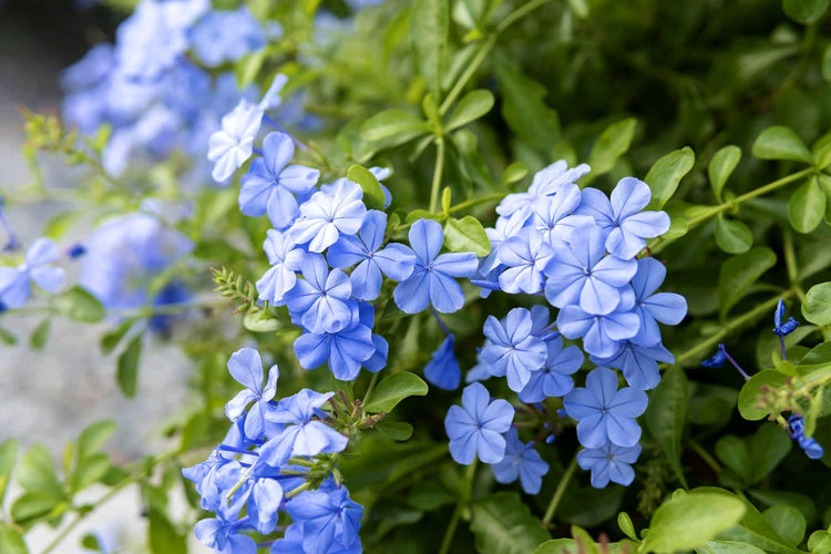 Plumbago Imperial Blue | Extra Large 3 Gallon Plants | Plumbago auriculata | Flowering Shrub | Drought Tolerant