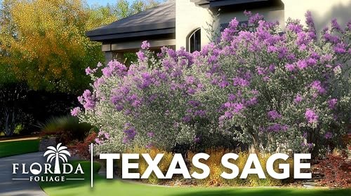 Texas Sage | Live Plants | Leucophyllum frutescens | Drought|Tolerant Shrub for Landscaping | Hardy Evergreen with Silver Foliage and Purple Blooms