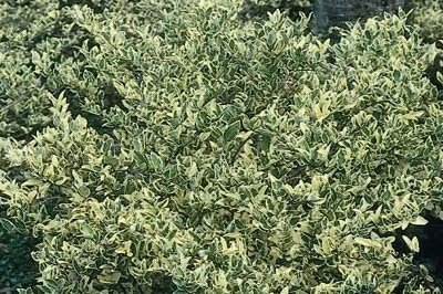 Ligustrum Jack Frost | Extra Large 3 Gallon Plants | Variegated Foliage | Ideal for Hedges and Borders | Decorative Outdoor Shrub