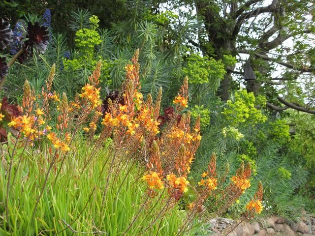 Bulbine Hallmark Orange | Live Gallon Size Plants | Vibrant Orange Blossom Succulent, Live Plant, Easy|Care Perennial for Sunny Gardens, Drought|Tolerant Ground Cover