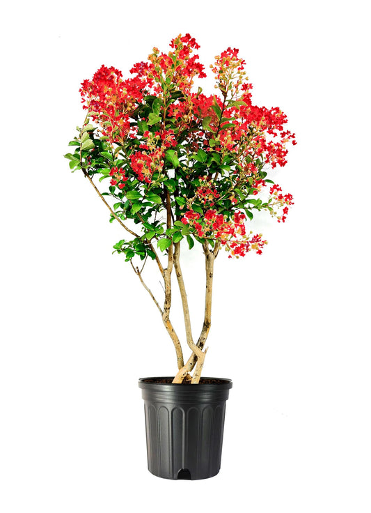 Crape Myrtle Red Rocket | Extra Large 3 Gallon Plants | Vivid Scarlet Blooms, Live Plant, Striking Ornamental Shrub for Vibrant Garden Displays