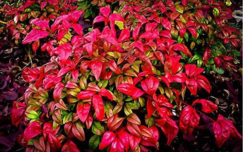 Firepower Heavenly Bamboo | 30 Live Plants | Nandina Domestica
