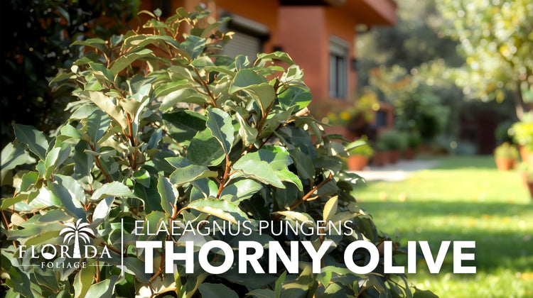 Elaeagnus Pungens I Live Plants I Thorny Olive I Hardy Evergreen Shrub with Fragrant Blooms, Perfect for Hedges, Screening & Ornamental Garden Display