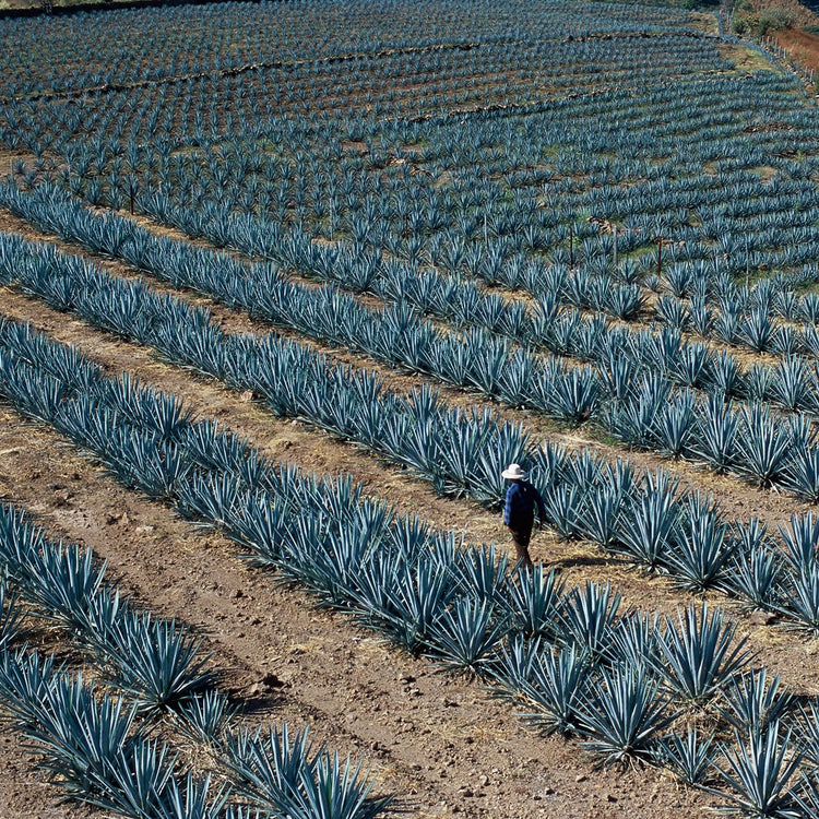 Agave Tequilana | Live Large Size Plant | Blue Weber Tequila Succulent | Drought Tolerant Hardy Ornamental Specimen