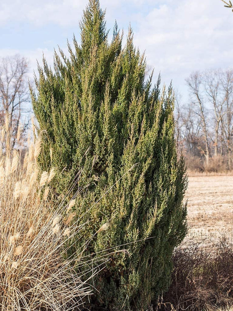 Spiny Greek Juniper | Live Gallon Size Trees | Juniperus Chinensis | Drought Tolerant Cold Hardy Evergreen Screening Plant