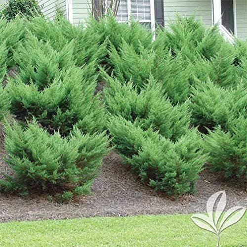 Sea Green Juniper | Live Plants | Juniperus Chinensis | Hardy Evergreen Privacy Screen